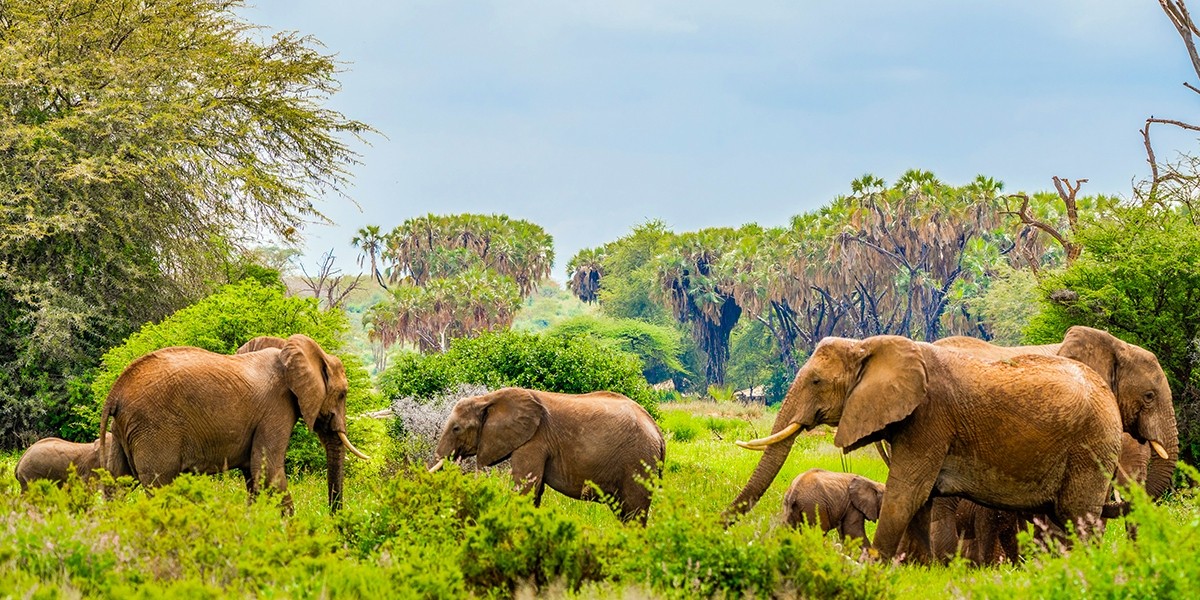 Samburu National Reserve, Samburu, Kenya