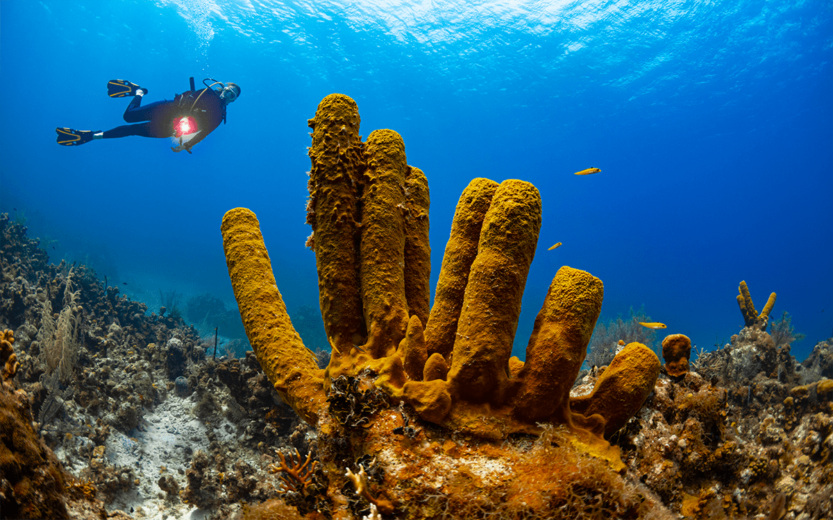 Bahamas Scuba Diving