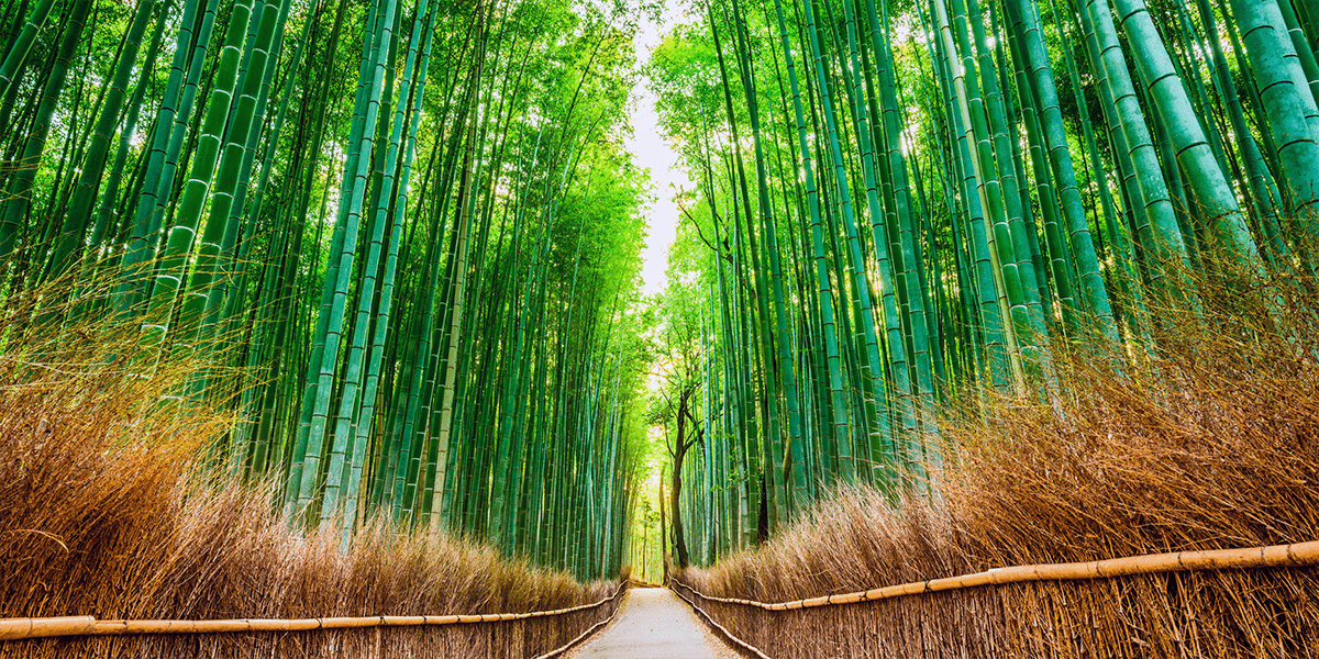 Bamboo Forest Kyoto, Japan