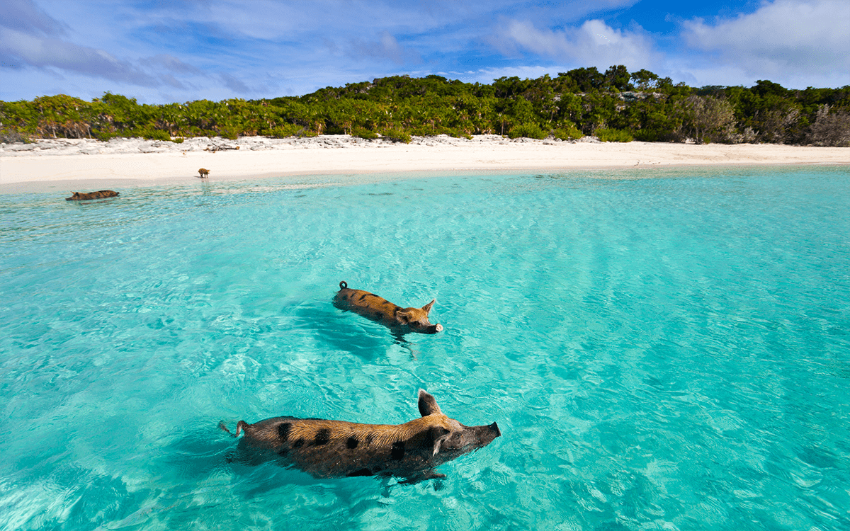 Big Major Cay. Bahamas - Pigs Beach