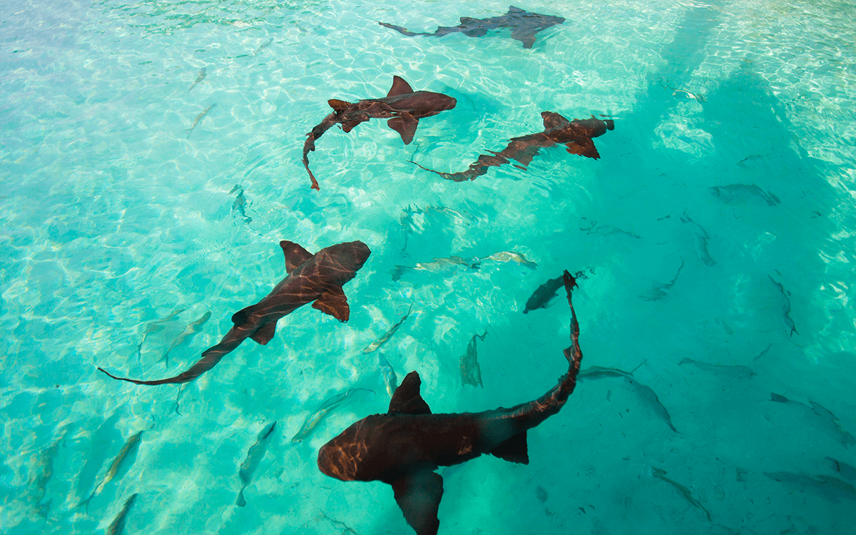 Compass Cay, Bahamas - Nurse Sharks Swimming