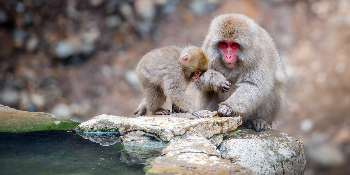 Jigokudani Monkey Park - Nagano, Japan