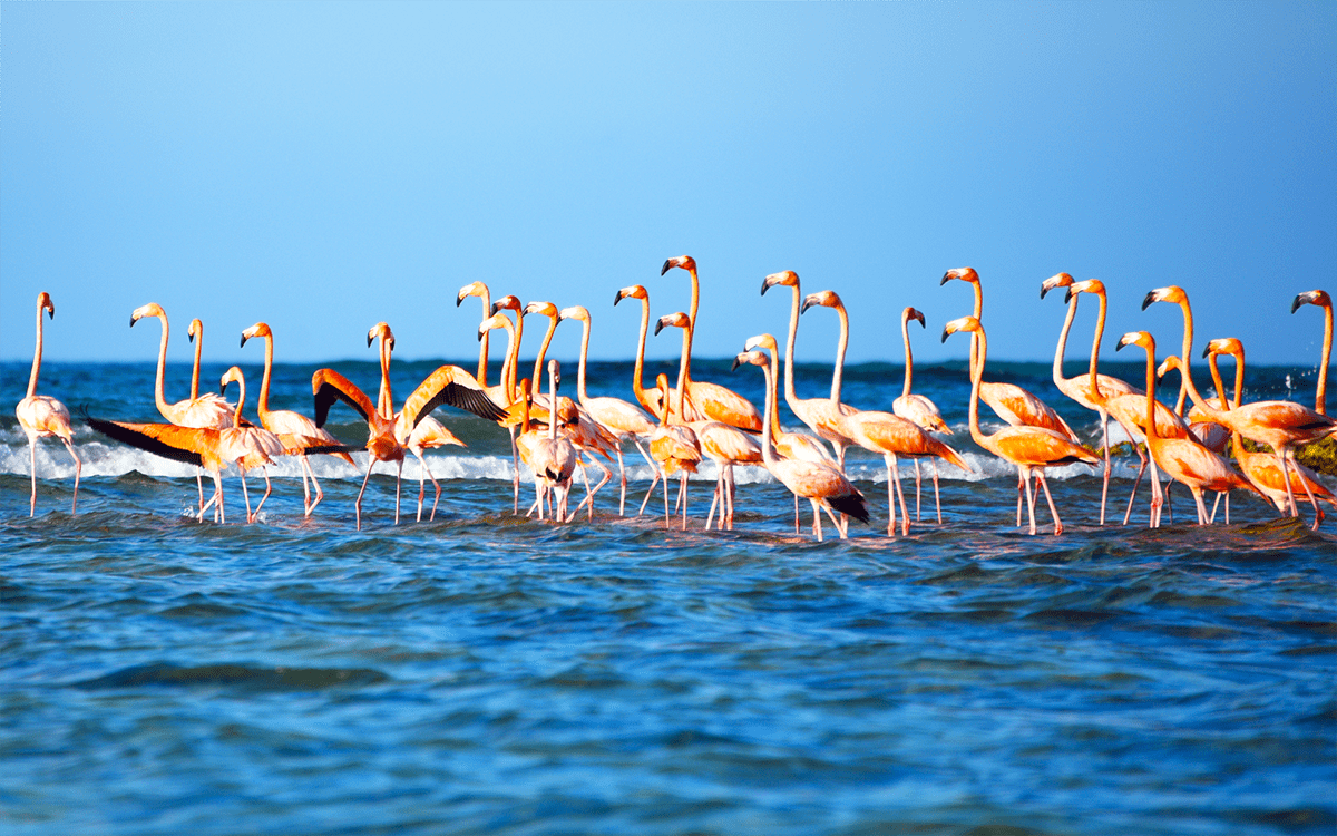 Mayaguana, Bahamas - Wild Flamingos