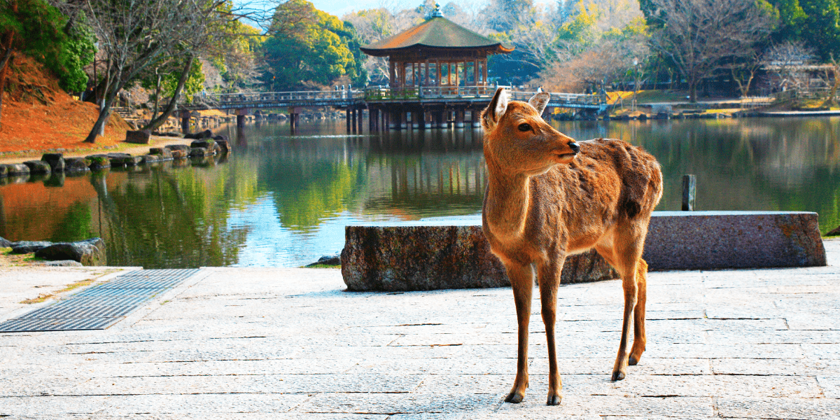 Nara Park - Nara, Japan